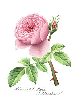 Alenwick Rose
